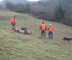 Asturias aumenta el número de cacerías en Aller